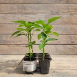 Перец сладкий Доминатор кассета