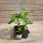 Перец сладкий Доминатор кассета — изображение 2