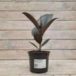 Фикус Эластика Абиджан d12