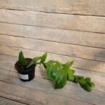 Эпифиллум Марниера "Marniera" d12