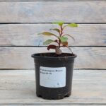 Рододендрон Жанет Вард "Janet Ward" d9-10