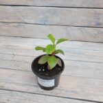 Рододендрон Жанет Вард "Janet Ward" d9-10 — изображение 2