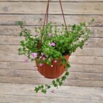 Бакопа кашпо d18