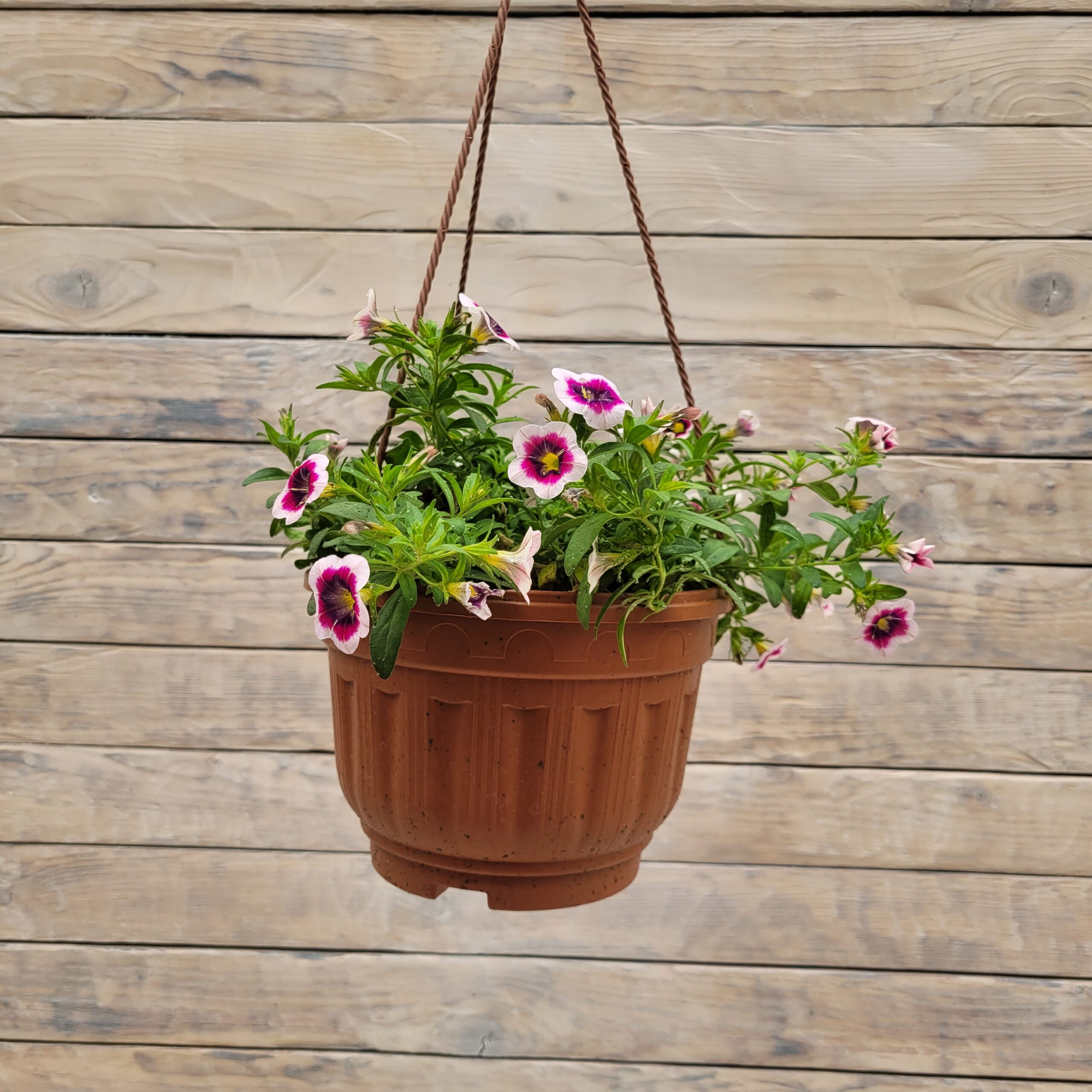 20250622_152305 Калибрахоа кашпо d23 — изображение 1