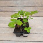 Клубника (земляника садовая) Ароза (Ароса) кассета