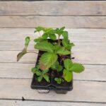 Клубника (земляника садовая) Джоли кассета