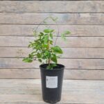 Клематис Аотеароа "Aotearoa" 2л — изображение 2