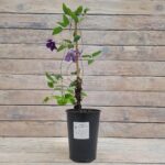 Клематис Джакмани (Жакмана) "Jackmanii" 2л — изображение 2