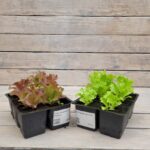 Салат кассета