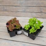 Салат кассета — изображение 2