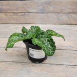 Примулина d9-10