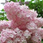 Сирень Вечерний звон (d22) 5л — изображение 3