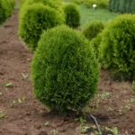 Туя западная Литл Гиант "Little Giant" d9-10