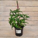 Вероника Анниверсари Нью Роуз "Anniversary New Rose" d12 — изображение 2