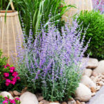 Перовския лебедолистная Блю Стил d12