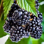 Ежевика Оучита "Ouachita" 0,8л — изображение 3