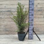 Можжевельник обыкновенный Хиберника d17