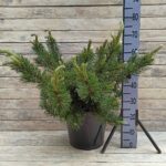 Сосна горная Краускопф d33