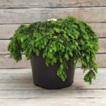 Тсуга канадская Коулс Прострэйт d23 (5л)