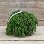 Тсуга канадская Коулс Прострэйт d26 (7,5л)