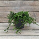 Можжевельник горизонтальный Глаука d17 (2л)