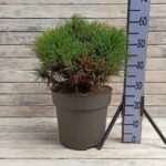 Сосна смолистая Пиллнитз d32