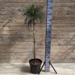 Туя складчатая Випкорд ШТАМБ d26 (7,5л)