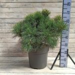 Сосна Веймутова Макопин d32