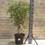 Каштан конский Лациниата "Laciniata" 10л ИМПОРТ