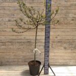 Яблоня декоративная обильноцветущая Тина ШТАМБ d28 (7 л)