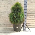 Сосна Шверина Витхорст d27