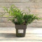 Можжевельник виргинский Грей Оул "Grey Owl" d17 (2л)