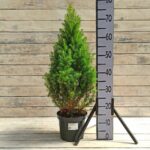 Ель канадская Глаука Коника d19