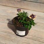 Немезия d12 — изображение 2