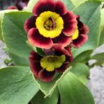 Примула Пирс Телфорд "Piers Telford" d9-10