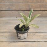 Стахис (Чистец Шерстистый) d9