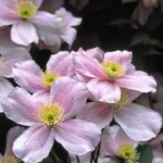 Клематис Монтана Мэйлин 1л