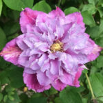 Клематис Пиилу 1л