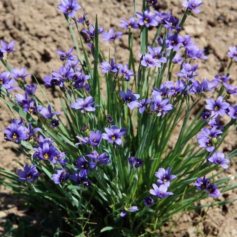 64e378e953d680b4c4042e99-2 Сисюринхий (Голубоглазка) d12 — изображение 1