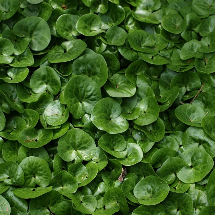 65788-kopyten-evropeyskiy Копытень d9 — изображение 1