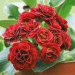 Примула Пегасус "Pegasus" d9-10