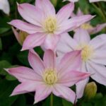 Клематис Этоль Накри 2л