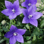 Платикодон Астра Блю "Astra Blue" d12