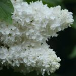 Сирень Жанна Дарк (d22) 5л