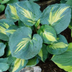 Хоста гибридная Дрим Квин "Dream Queen" d15