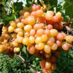 Виноград Хамелион 0,8л — изображение 3