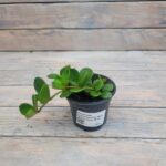 Пеперомия монетолистная Хоуп (Плант микс) d8-10