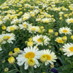 Нивяник О-ля-Лякрем "Ooh La Lacreme" d12