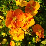 Лапчатка кустарниковая Танжерин (Тангерин) 3,5л