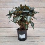 Пилея опушенная d12